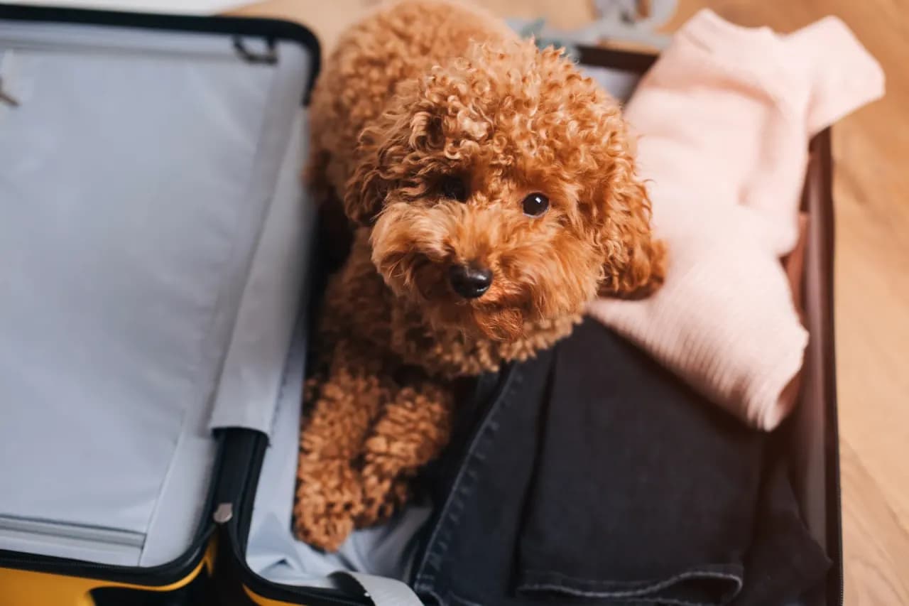 Ile się czeka na paszport dla psa? Oto co musisz wiedzieć